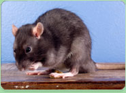 rat control Dartford